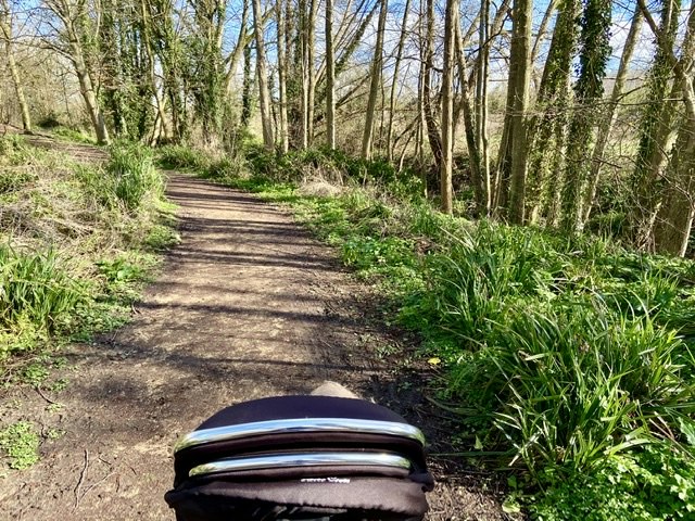 A woodland path in the sunshine