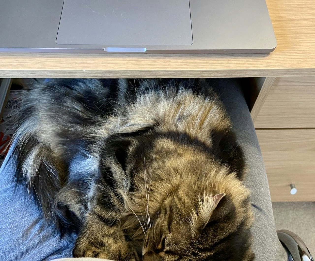 My cat Delilah sitting on my lap while I try to work