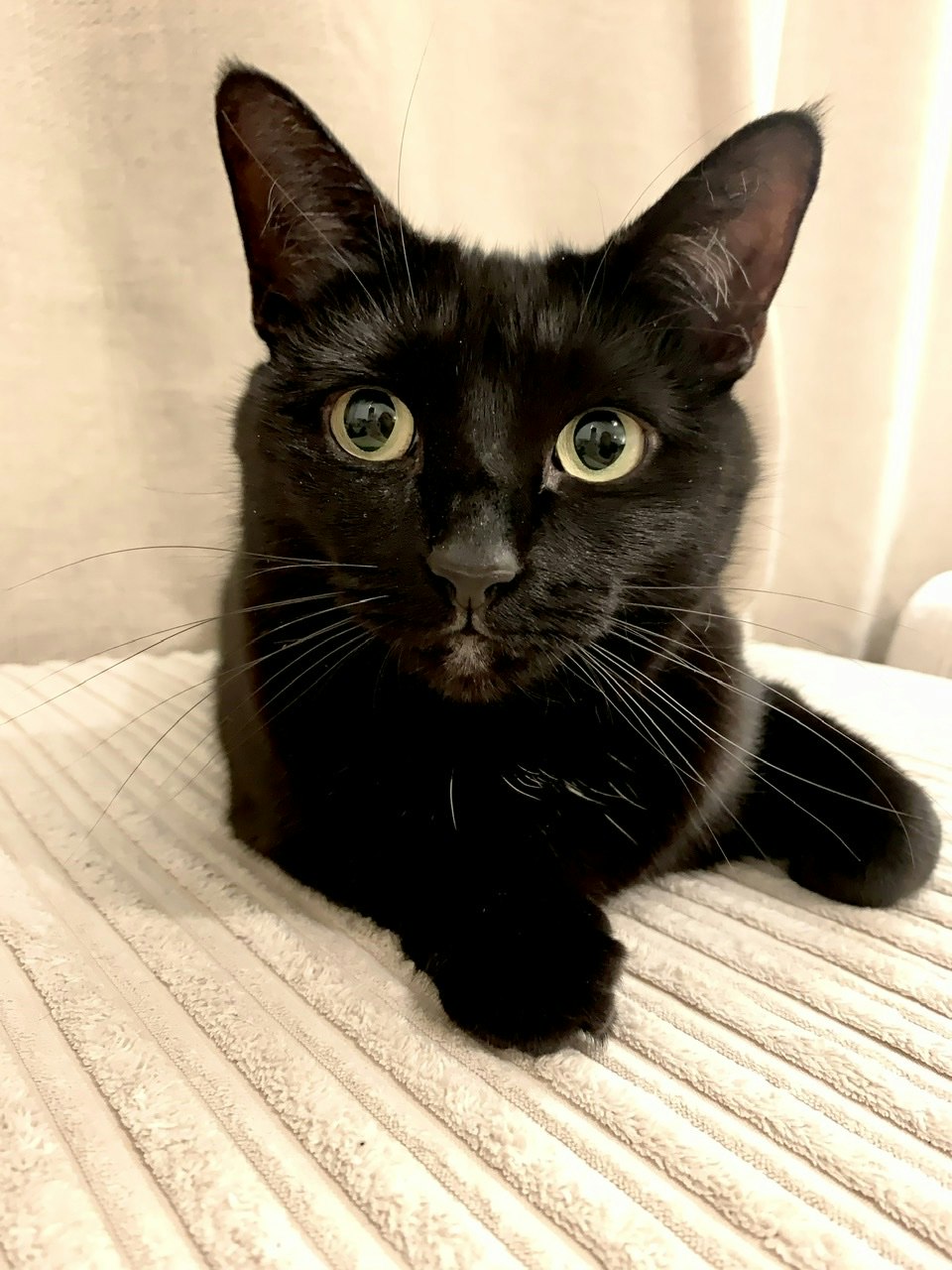 Dora, a black cat looks directly into the camera